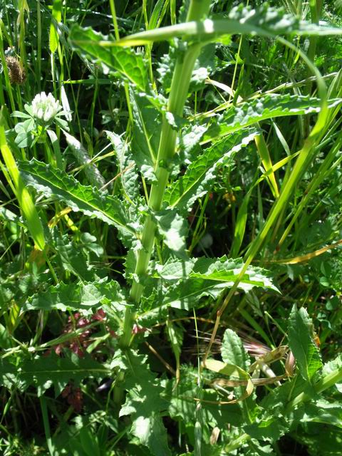 Verbascum blattaria